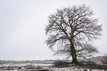 Old oak tree with bare branches on a field with some snow, light gray sky, rural landscape in late winter with copy space