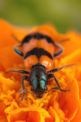 Checkered beetle Trichodes apiarius on a yellow flower, front view of beetle
