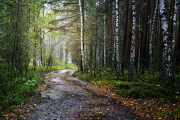 road through forest on rainy day