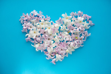 hyacinth flowers on a blue background, greeting card, heart and love