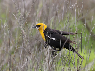 Yellow-headed Blackbird with a Snack