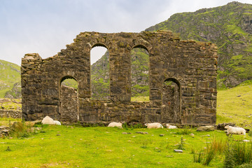 Fototapeta na wymiar The ruin of Capel Rhosydd near Blaenau Ffestiniog, Gwynedd, Wales, UK - with some sheep resting