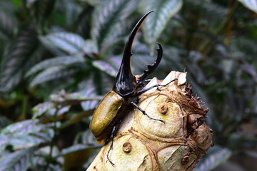 Search Photos Rhinoceros Beetle