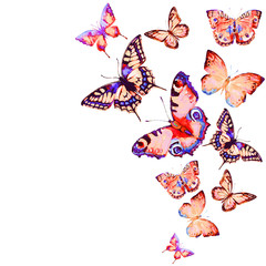 beautiful pink butterfly,watercolor,isolated on a white - 190013366