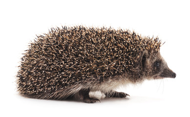 One brown hedgehog.