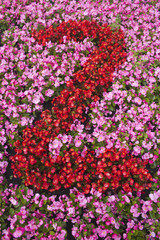 Number Two made from Pink and Red Begonias