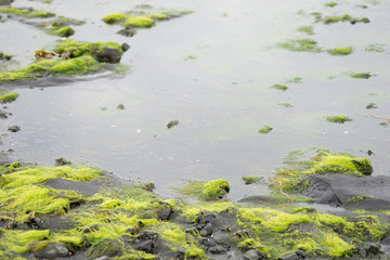 Küsten-Landschaft / Vatnsnes - Halbinsel, Nord-Island