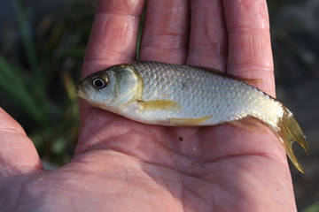 Fisch in der Hand