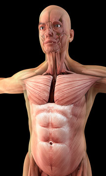 Human muscles on black background