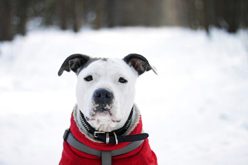 Cute white dog american staffordshire-terrier sitting on the snow and looking into the camera