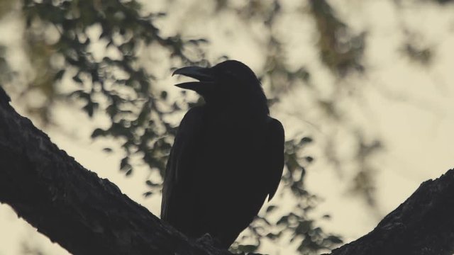 Crow sit on big tree trunk in slow motion