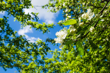 Fototapeta na wymiar Spring blooming apple tree branch lit by the sun