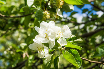 Spring blooming apple tree branch lit by the sun