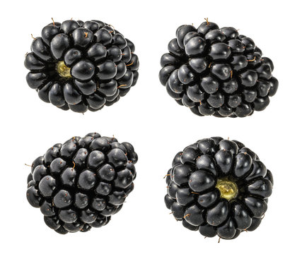 blackberry fruit isolated without shadow