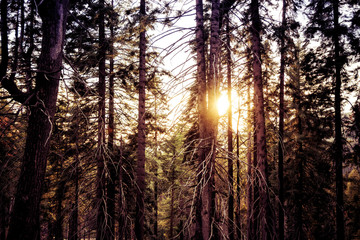 Sequoia National Park USA