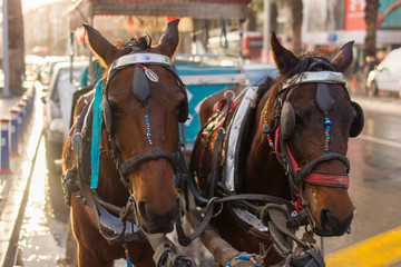 phaeton horses. Horse Carrier.