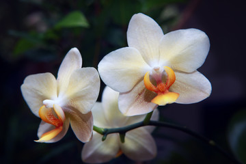 Fototapeta na wymiar White Orchid Flower Macro Blooming Summer Time
