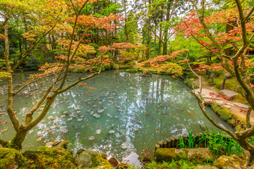 Red maple leaves and large carp in the pond at Tenjuan Garden. Subtemple of Nanzen-ji, at Zen Buddhist Temple in Higashiyama District, Kyoto, Japan.