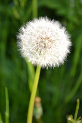 Pusteblume