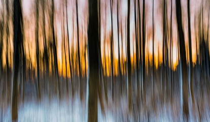 Abstrakcjonistyczny las fotografujący na długim ujawnieniu - 190016907