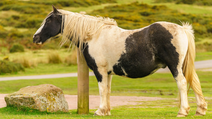 Obraz na płótnie Canvas A wild horse grazing near Hay Bluff and Twmpa in the Black Mountains, Wales, UK
