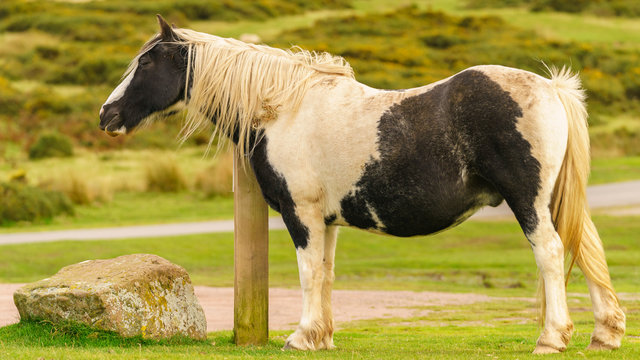 A wild horse grazing near Hay Bluff and Twmpa in the Black Mountains, Wales, UK