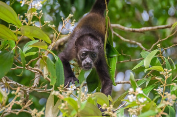 Juvenile Mantled howler in Tortuguero National Park, Costa Rica