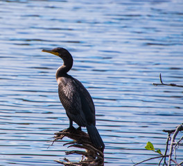 Double crested cormorant duck
