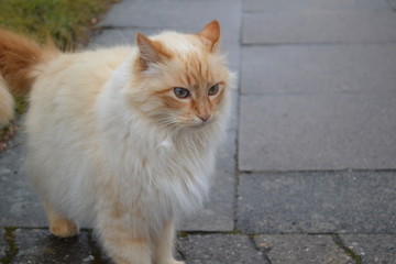 Obraz premium Katze