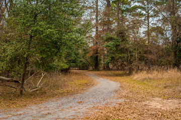 Walking through the park 