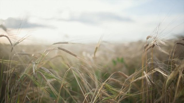 Spikelets of feather grass against the background of other spikelets of feather grass. Video. Agricultural background with ripe spikelets of rye in the golden rays of the low sun backlight