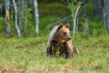 Fototapeta premium Bear in Spring