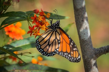 monarch butterlfy