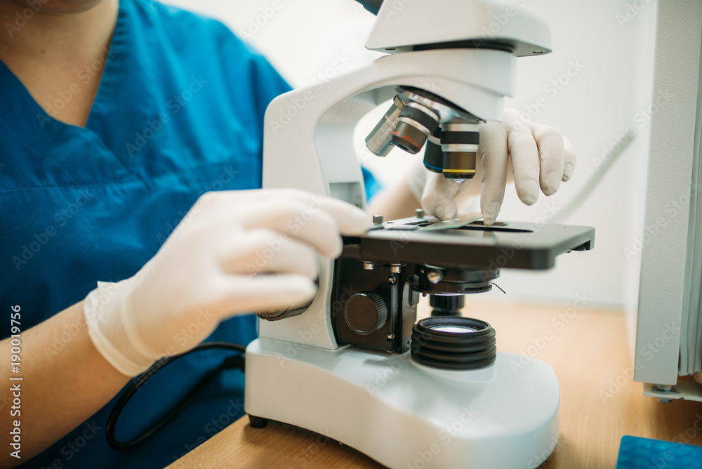 Wall mural veterinarian looks through a microscope in clinic