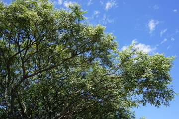 Green tree with blue sky