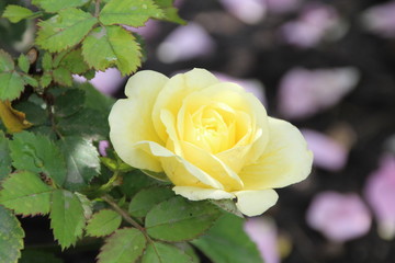Yellow Hybrid Tea Rose, Devon Botanic Gardens, Alberta
