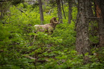 Bighorn sheep in a mountain forest