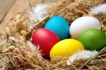 Fototapeta na wymiar Colorful easter eggs.Colored chicken eggs in nest with white feather.Copy space.Easter background. Closeup.Selective focus