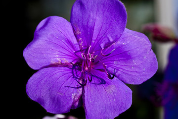Purple Flower