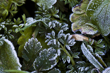 Morning Frost