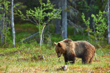 Bear in Spring