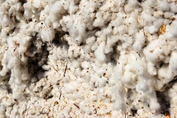 outdoor piles of picked cotton ready for processing