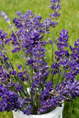 Bouquets of lavender in white pot on grass
