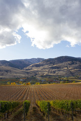 Fototapeta premium Oliver Okanagan Valley Vineyard British Columbia