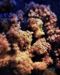 Fototapeta na wymiar Meer korallen