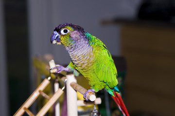 Cheek Cheek Conure Eating Apply