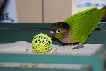 Green Cheek Conure Playing