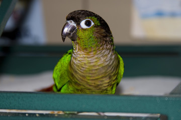 Green Cheek Conure