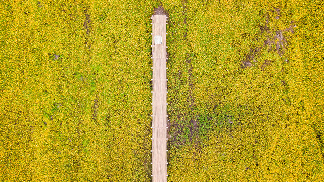Aerial photos of yellow cosmos flower with walkway