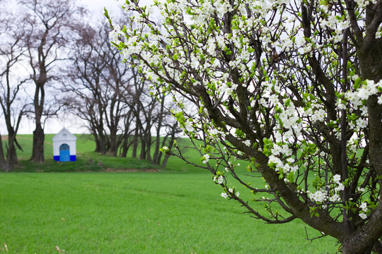Blooming plum tree. Santa Barbara chapel landscape at spring in background. Religious monument, South Moravia, Czech Republic. 
